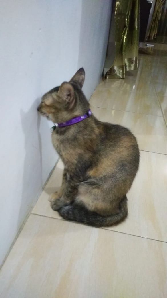 Percakapan dengan hewan