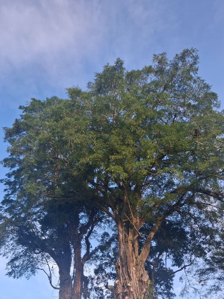 Pohon Beringin di Taman Beringin